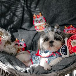 Willow - Shih Tzu