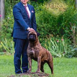 Tora - Bullmastiff