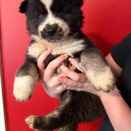 Arlo Teal Collar - Black and white male Siberian Husky puppy in West Paducah, Kentucky from White Wolf LLC