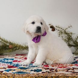 Miss Violet - Light golden female Golden Retriever puppy in Bedford, Indiana from Indiana Goldens