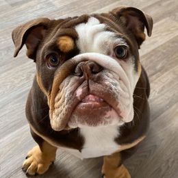 Bulldogs from Invinceabulls