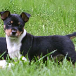 Rat Terrier Puppies from Walnut Acre Decker Terrier and ODT