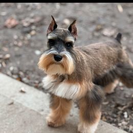 Angel - Miniature Schnauzer