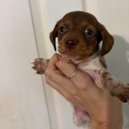 Mr Good Boy - Piebald male Dachshund puppy in Conroe, Texas from R&M Dachshunds