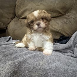 Gus Gus - Liver and white male Shih Tzu puppy in California from Jessica Diangson's Shih Tzus