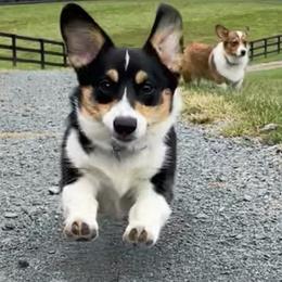 Pembroke Welsh Corgi Puppies from Rhone River Farm Pembroke Welsh Corgis