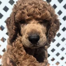 Ligth Blue - Red  male Poodle puppy in El Paso, Texas from Paws Of Beauty