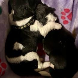 Baby Black - White and black male Newfoundland puppy in Marysville, Washington from Black Lions Newfoundlands