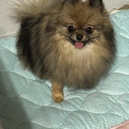 Raven - Pomeranian
