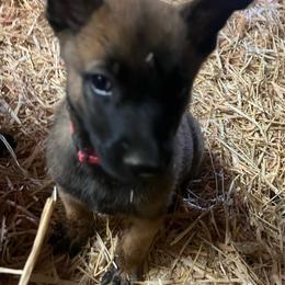 Stryker - Yellow male Dutch Shepherd puppy in Sierra Vista, Arizona from KnightWatch K-9