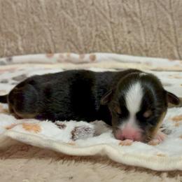 Badger-full fluffy - Black and tan male American Corgi puppy in Decatur, Texas from Bar S Corgis