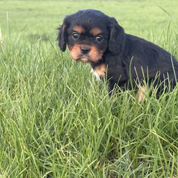 Cavalier King Charles Spaniel and Cavapoo Puppies from Sunny Hill Puppies