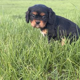 Cavalier King Charles Spaniel and Cavapoo Puppies from Sunny Hill Puppies