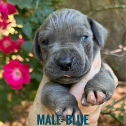 Big Boy Blue - Blue male Great Dane puppy in Greenville, South Carolina from Allen’s Ridge Ranch