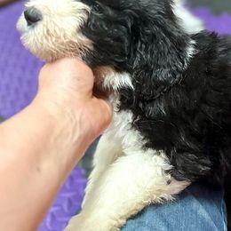 Bearded Collie and Border Collie Puppies from Beloved Bearded & Border Collies