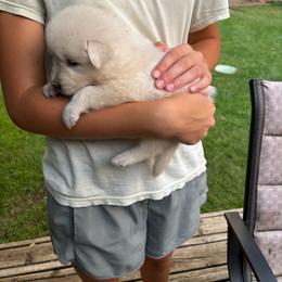 Rila - green collar girl - White female Maremma Sheepdog puppy in Kalamazoo, Michigan from Wild at Farm