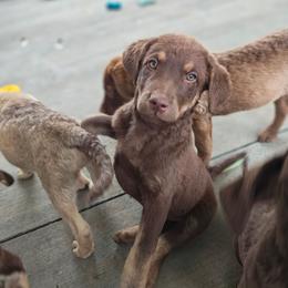 Blossom - Brown female Chesapeake Bay Retriever puppy in Soap Lake, Washington from Desert Oasis Kennels
