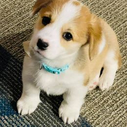 Pembroke Welsh Corgi Puppies from Corgi Cottage