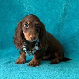Angus - Chocolate and tan male Dachshund puppy in Lincoln, Arkansas from Red Dirt Dachshunds