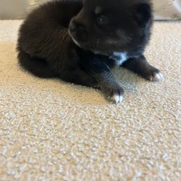 Pomsky Puppies from Pomsky Hills