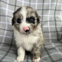 Barry - Blue merle male Australian Shepherd puppy in Albany County, New York from Allie Acres Australian Shepherds