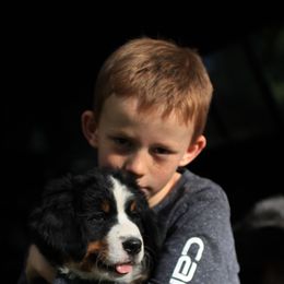Bernese Mountain Dog All Grown Up from Mission Valley Pups LLC