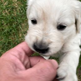 Golden Retriever Puppies from Dream Goldens