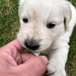 Golden Retriever Puppies from Dream Goldens