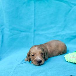 Kai - Chocolate and tan male Dachshund puppy in Salters, South Carolina from Long-Pine Dachshund