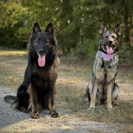 German Shepherd puppies from Haus Der Herzenskrieger
