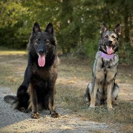 German Shepherd puppies from Haus Der Herzenskrieger