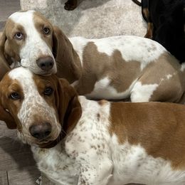 Ellie - Basset Hound