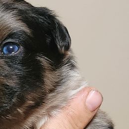 Boy 2 - Australian Shepherd puppy in Ogden, Utah from Rafter H Aussies
