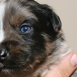 Boy 2 - Australian Shepherd puppy in Ogden, Utah from Rafter H Aussies