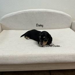 Dachshund Puppies from Dotted Doxies
