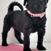 Poodle and Whoodle Puppies from Twin Pines