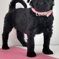 Poodle and Whoodle Puppies from Twin Pines