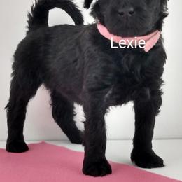 Poodle and Whoodle Puppies from Twin Pines