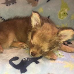 Chihuahua Puppies from Pikanoo Pups