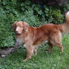 Nova Scotia Duck Tolling Retriever All Grown Up from Forest Cove Tollers