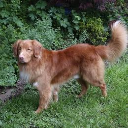 Nova Scotia Duck Tolling Retriever All Grown Up from Forest Cove Tollers