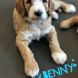 Goldendoodle Puppies from Dapper Doodles of Tennessee