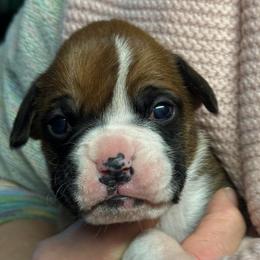 Girl 2 - Fawn female Boxer puppy in Elyria, Ohio from Just-A-Wyn Boxers