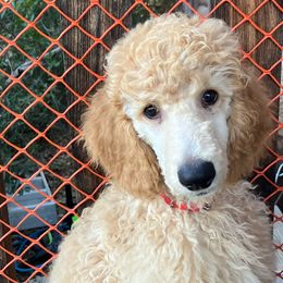 Thor - Apricot Poodle puppy in Dripping Springs, Texas from Petras Poodle Pharm Atx