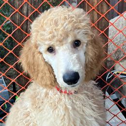 Thor - Apricot Poodle puppy in Dripping Springs, Texas from Petras Poodle Pharm Atx