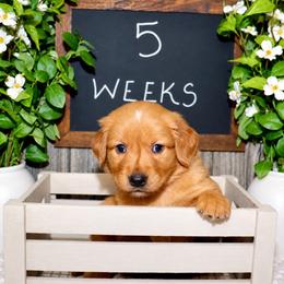 Romeo - Dark golden male Golden Retriever puppy in Guthrie, Oklahoma from Raised Right Pups
