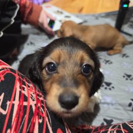 Kirk - Black and tan male Dachshund puppy in Dade City, Florida from Kingpindoxies