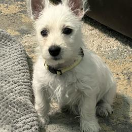 West Highland White Terriers from Westie Lovers