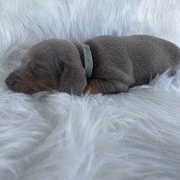 Dachshund Puppies from Dachshund Meadows