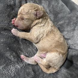 Girl 4 - Gold female Bordoodle puppy in Indianapolis, Indiana from Indiana Bordoodles